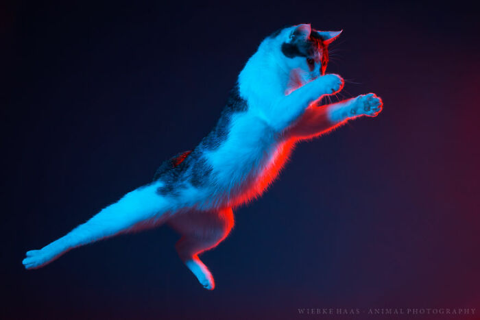 Cat in mid-air leap with colorful lighting, capturing a funny moment among animals that didn’t mean to be funny