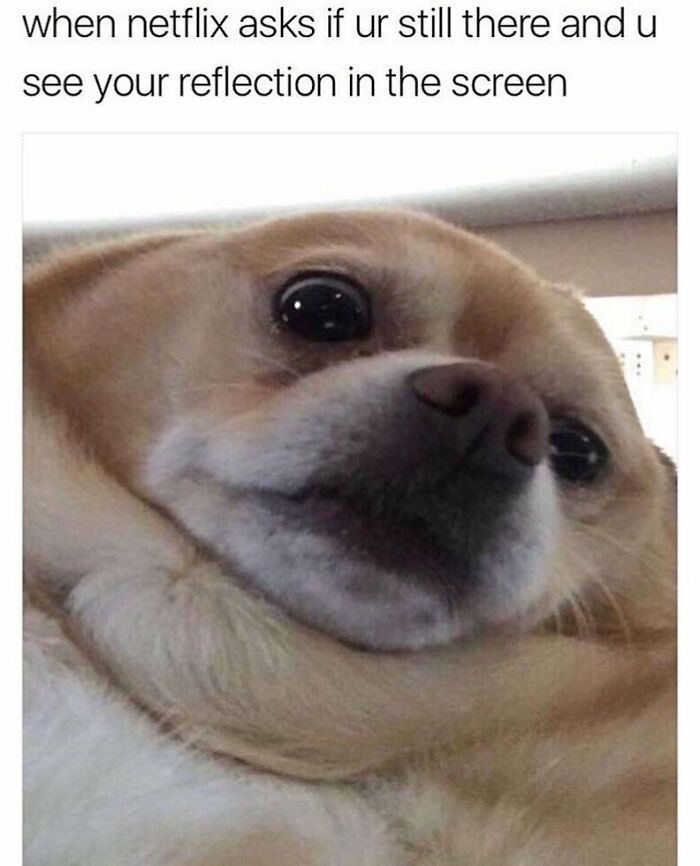 Close-up of a funny dog meme with a surprised expression, capturing a relatable moment with a dog.