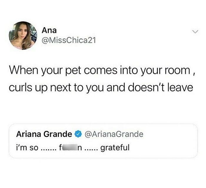 Social media post expressing gratitude for pets curling up next to you, a relatable moment in funny dog memes.