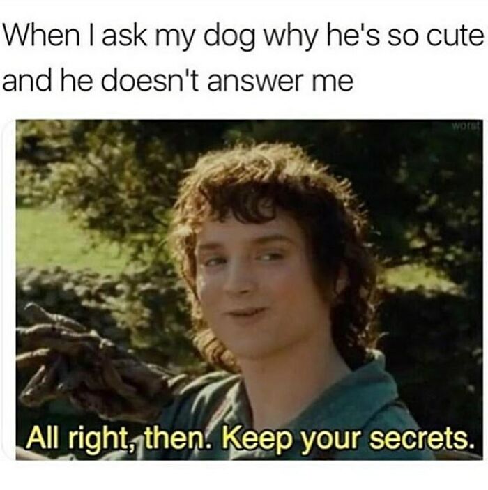 Person smirking in an outdoor setting with meme text about asking a dog why he's so cute, funny dog memes relatable humor.
