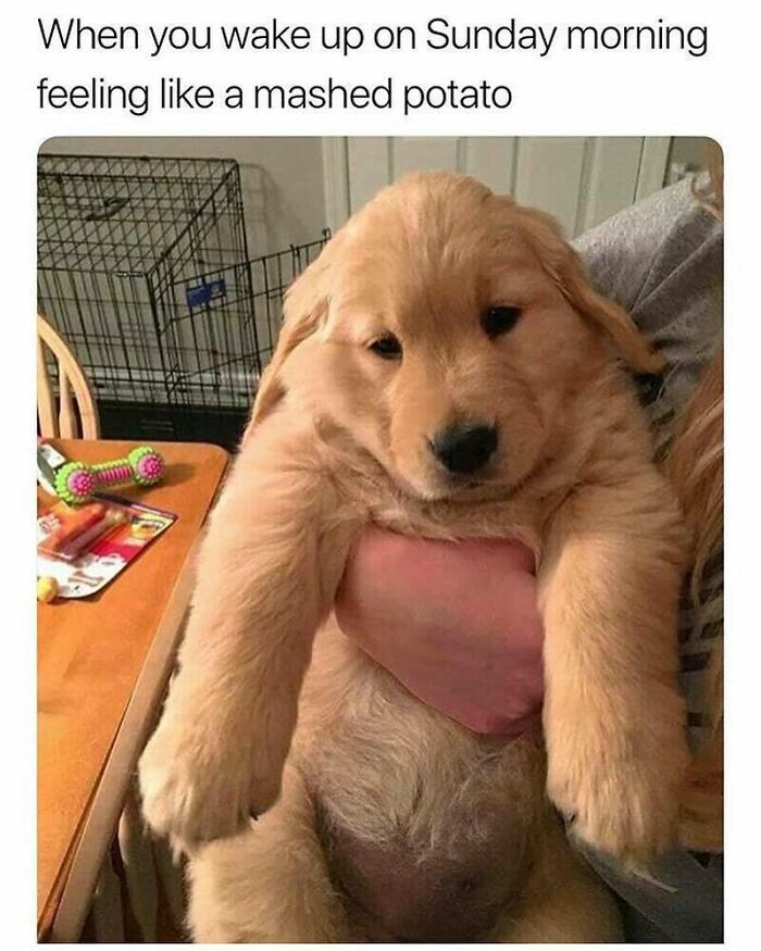 Adorable golden retriever puppy held up looking tired and soft, perfect for funny dog memes about relatable feelings.