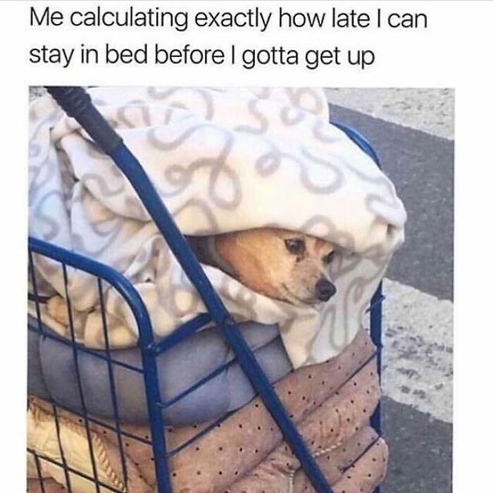 Small dog wrapped in blankets inside a cart, looking cozy and relatable in a funny dog memes moment.