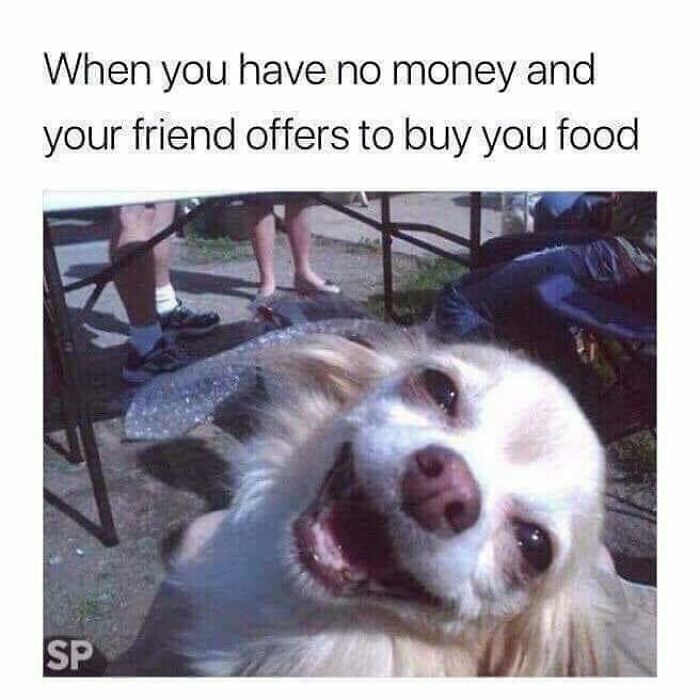 Happy dog with a big smile outdoors representing funny dog memes about relatable friendship moments.