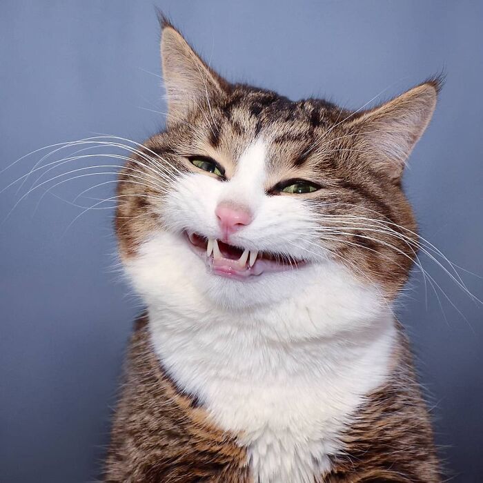 Unphotogenic cat with funny smirk and squinting eyes captured in a hilarious animal pic to make your day better.