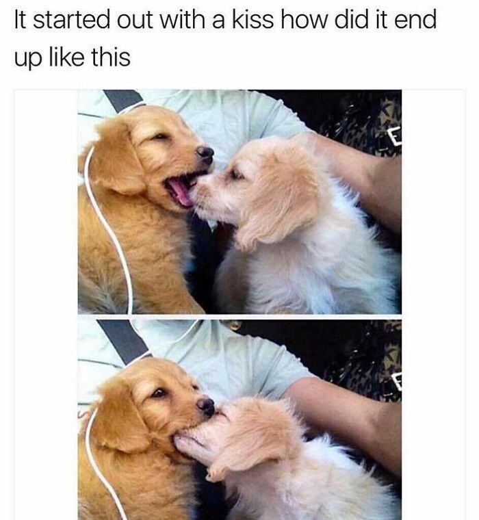 Two adorable golden retriever puppies share playful kisses, capturing a funny dog meme that's highly relatable and cute.