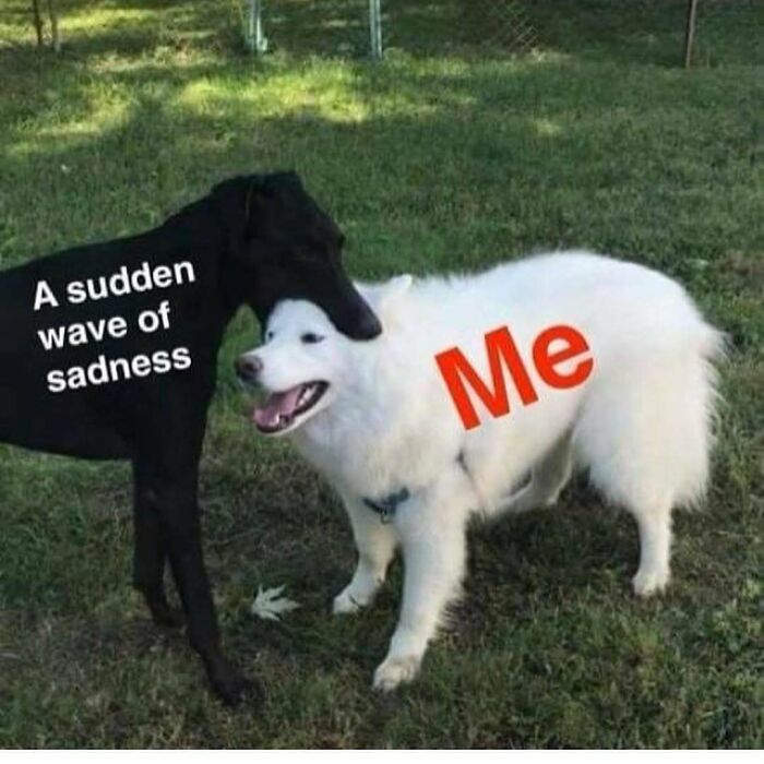 Two dogs in a yard labeled with funny dog memes showing a sudden wave of sadness and a happy dog representing me.