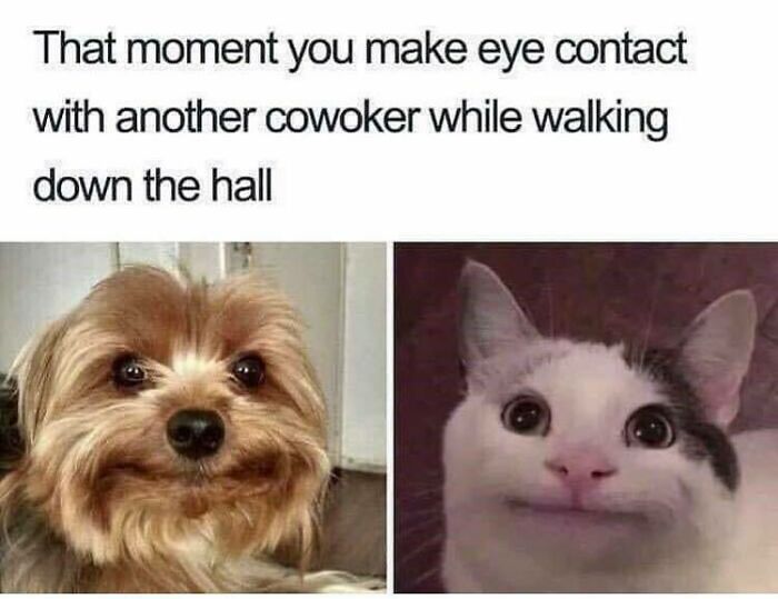 Funny dog meme showing a small dog and a cat making awkward eye contact, perfectly relatable for coworkers passing by.