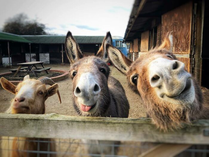 Three hilariously unphotogenic animals including two donkeys and a goat making funny faces behind a wooden fence on a farm.