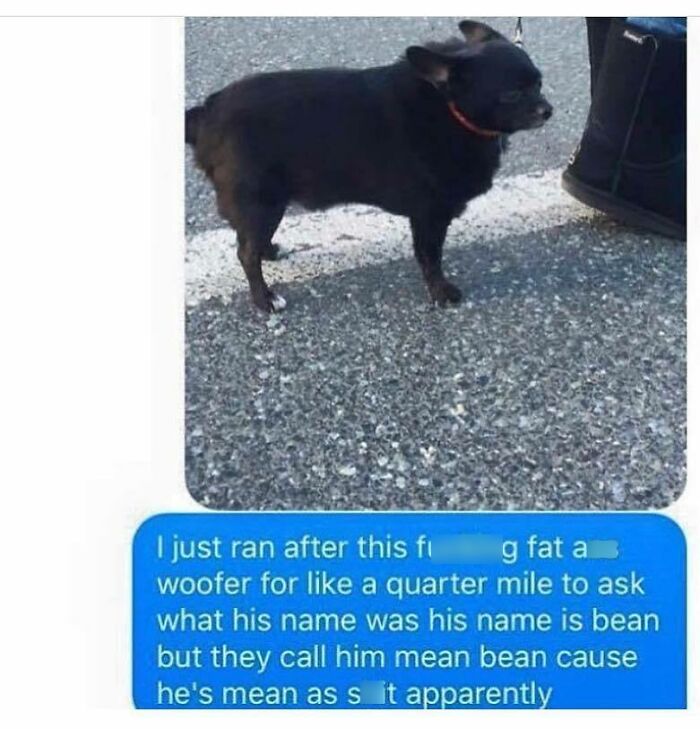 Small black dog standing on pavement next to a black bag, featured in funny dog memes about relatable pet moments.