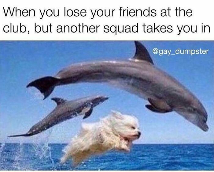 Small dog jumping from water alongside two dolphins with text about losing friends and finding a new squad in a funny dog meme.