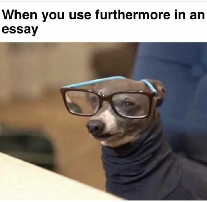 Dog wearing oversized glasses and a black turtleneck looking smart and relatable in a funny dog meme.