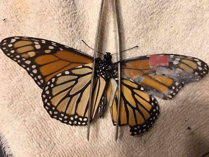 Monarch butterfly with damaged wing pinned for veterinary examination in wildlife vet daily life.