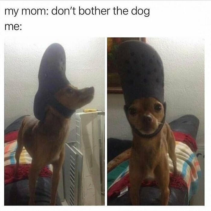 Small dog wearing a large black shoe on its head in a funny dog meme showing relatable pet behavior.