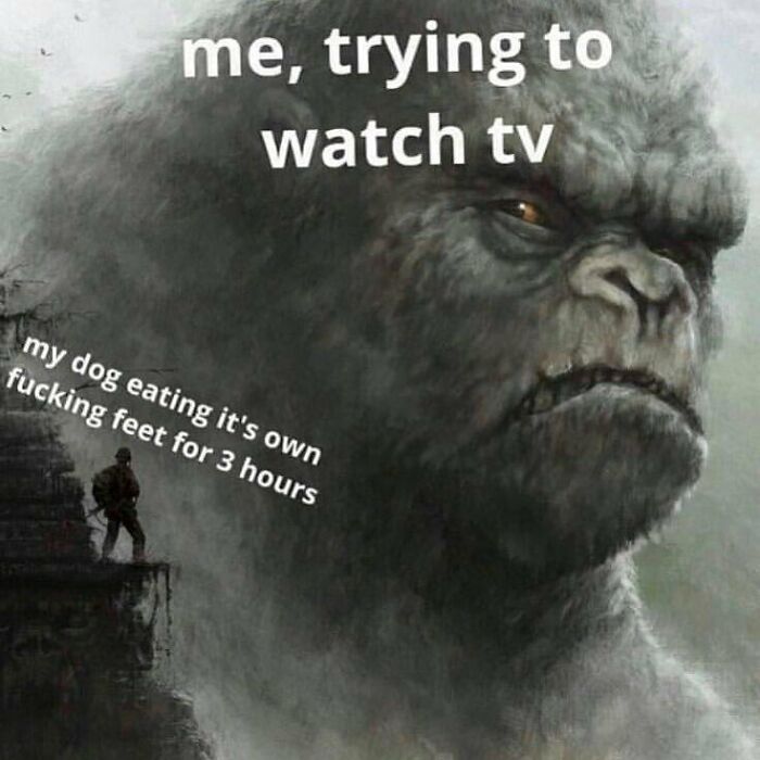 Large angry gorilla face representing frustration, with text about trying to watch TV and a dog eating its own feet, a funny dog meme.