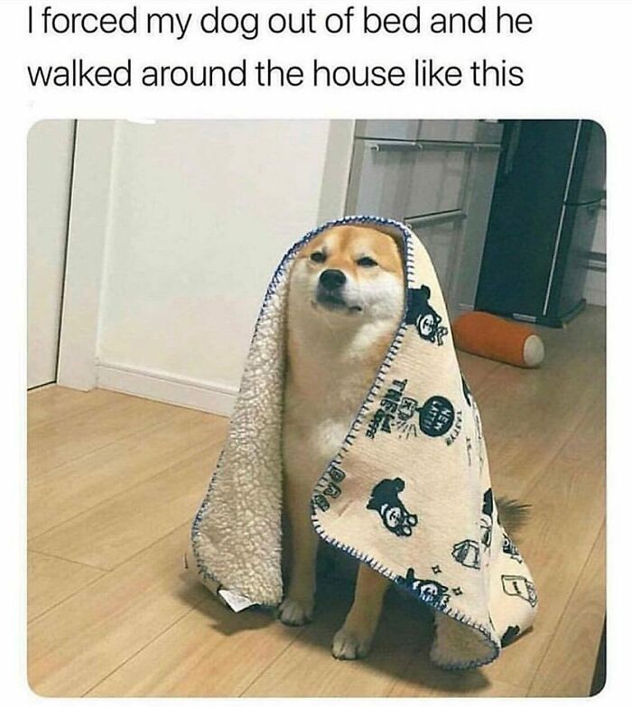 Shiba Inu dog wrapped in a blanket, looking unamused while walking indoors in a funny dog memes moment.