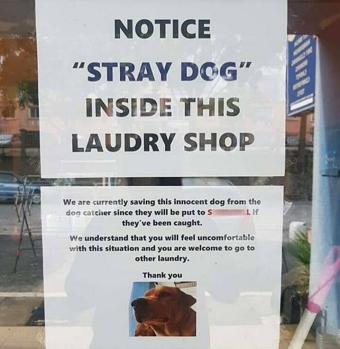 Notice sign in a laundry shop about a stray dog being saved, featuring a dog photo and relatable dog memes humor.