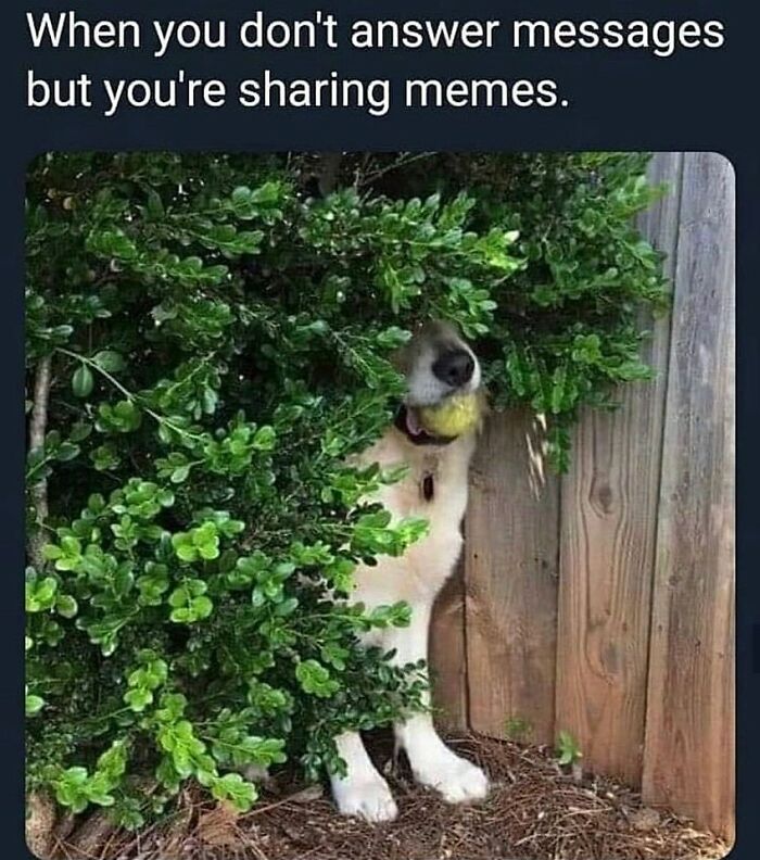 Dog hiding behind bush with a tennis ball, illustrating funny dog memes that capture relatable behavior and humor.