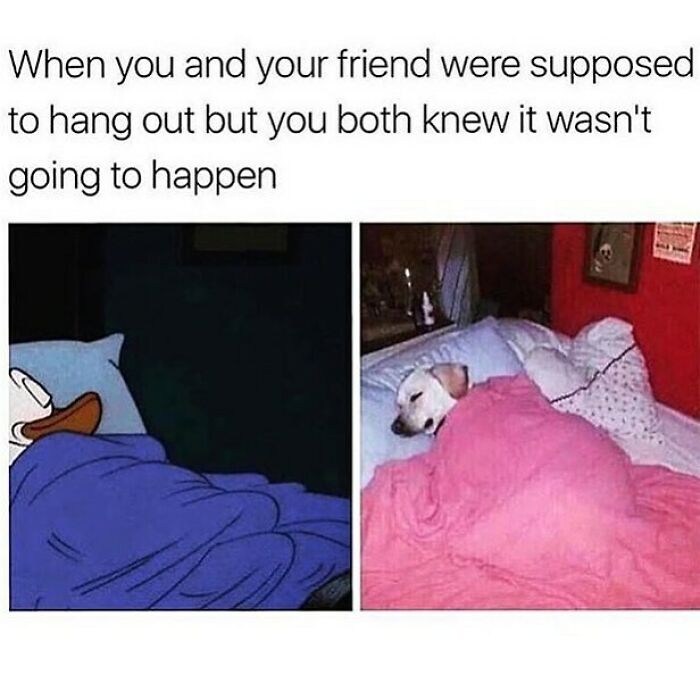 Cartoon duck and dog wrapped in blankets in bed, illustrating funny dog memes about relatable canceled hangouts.