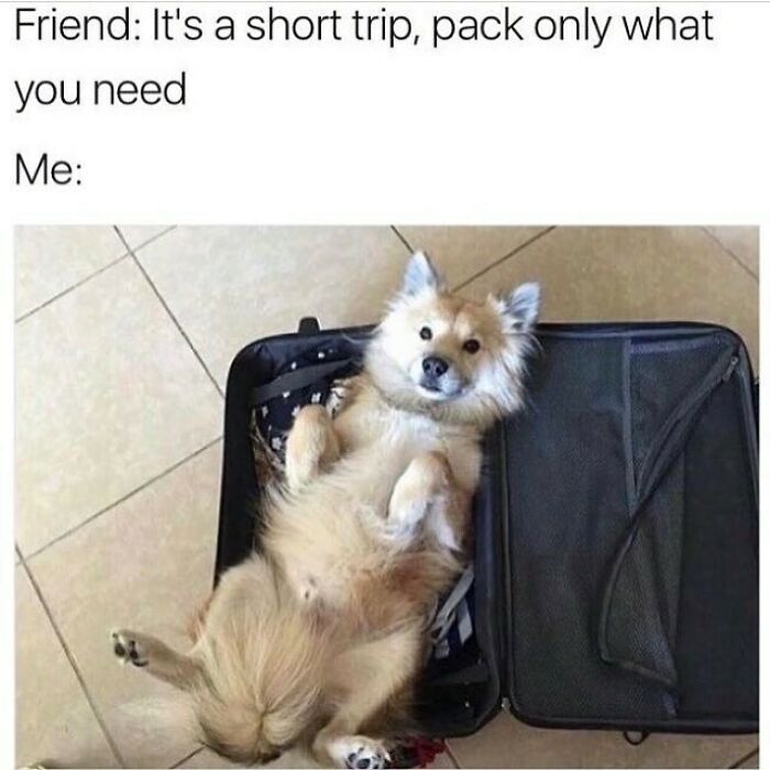 Funny dog meme showing a fluffy dog lying in an open suitcase, humorously packing for a trip.