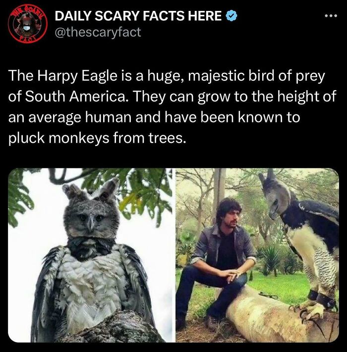 Harpy Eagle, a huge bird of prey from South America, perched on a tree and next to a man for size comparison.