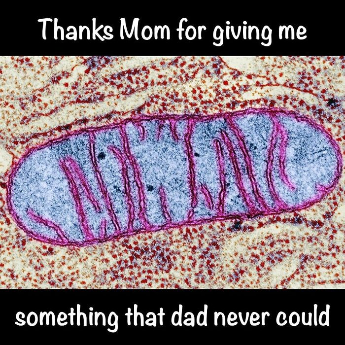Humorous medical meme showing a colorful mitochondrion with a caption about heredity, related to medical memes.