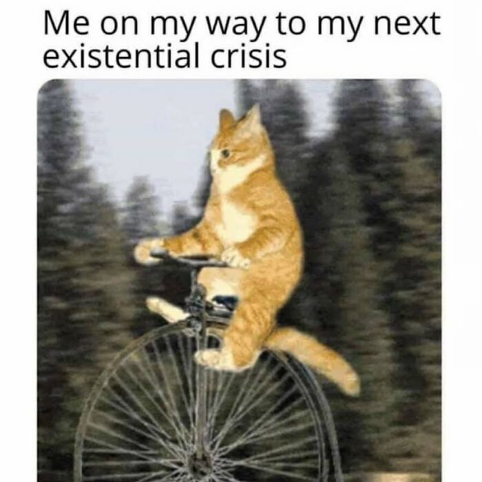 Orange cat riding a vintage bicycle through a blurred forest, humorous philosophical meme about existential crisis.