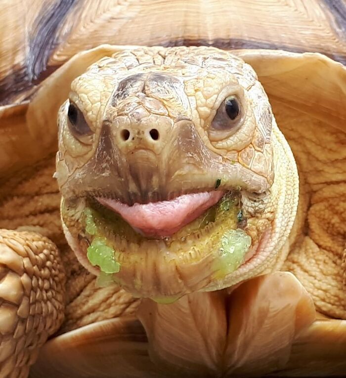 Close-up of a hilariously unphotogenic tortoise with its tongue out and green food around its mouth.