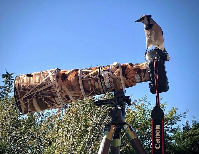 A bird perched on a camouflage camera lens, humorously interrupting wildlife photographers in nature.