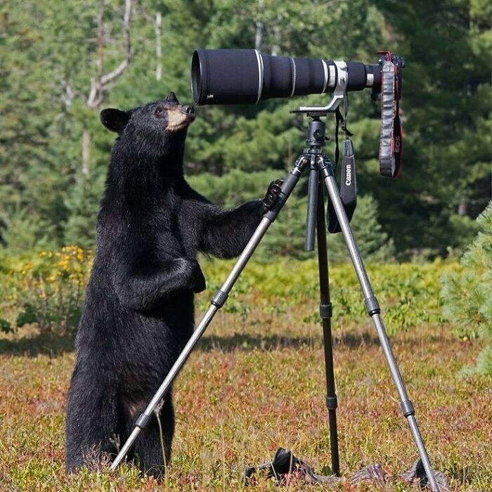 Black bear standing on hind legs inspecting a camera on tripod, one of the funny moments animals mess with wildlife photographers.