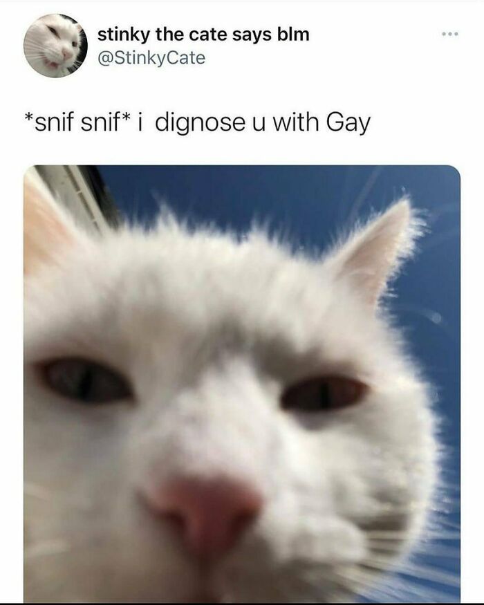 Close-up of a white cat with a humorous LGBTQ+ meme text diagnosing someone as gay on an Instagram page.