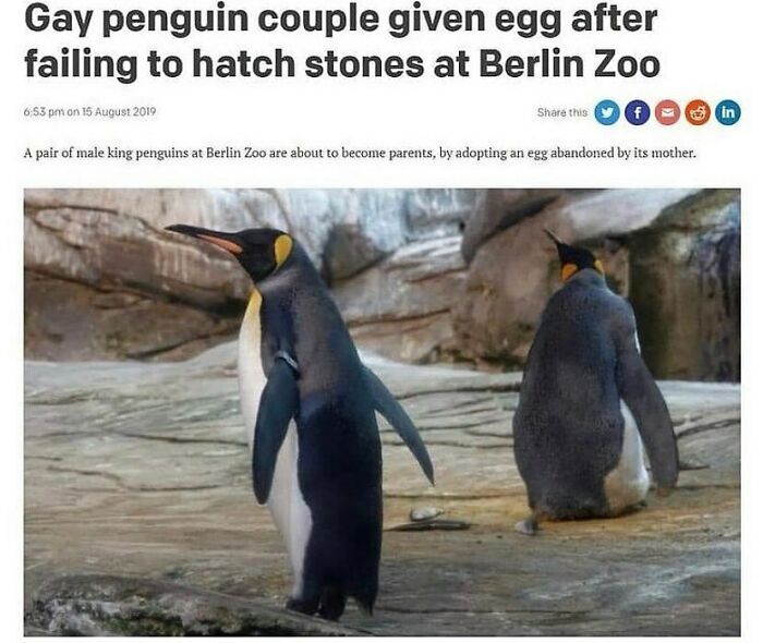 Gay penguin couple at Berlin Zoo given an egg after failing to hatch stones, featured in LGBTQ+ memes.