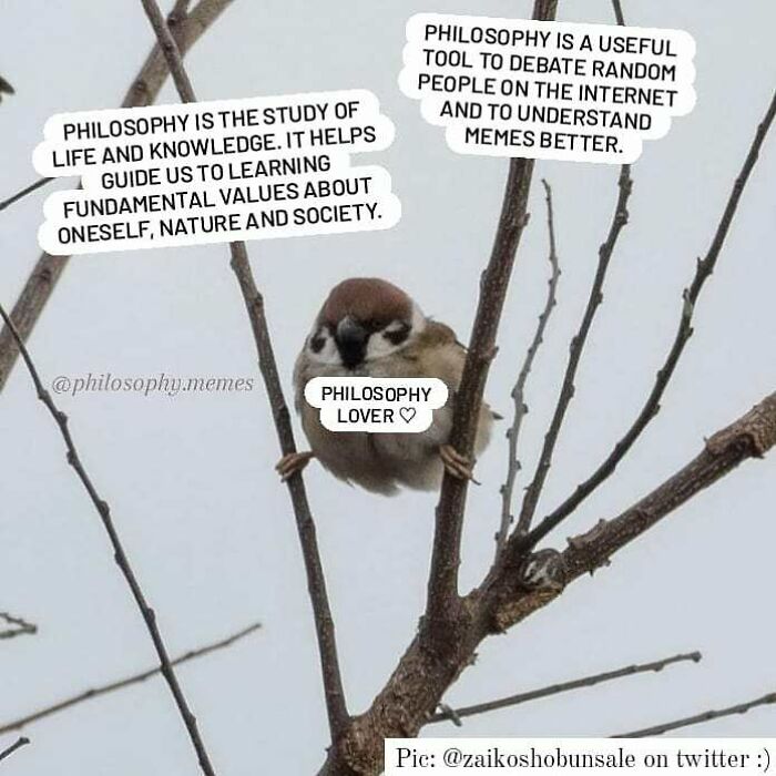 Small bird perched on tree branch with text about philosophy and understanding memes for philosophy memes.