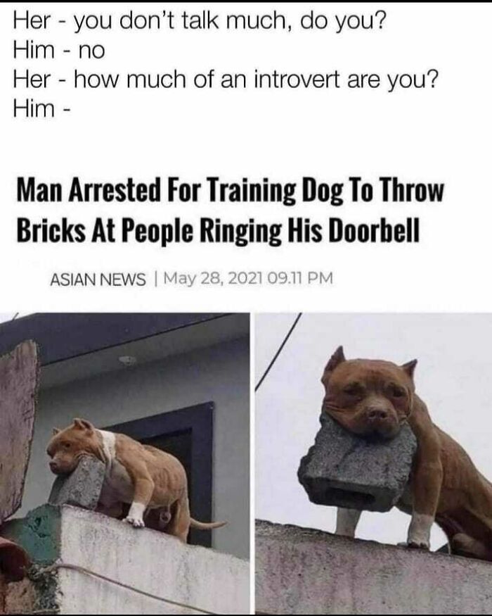 Dog holding a brick in its mouth on a wall, linked to social anxiety memes about introverts and avoiding interaction.