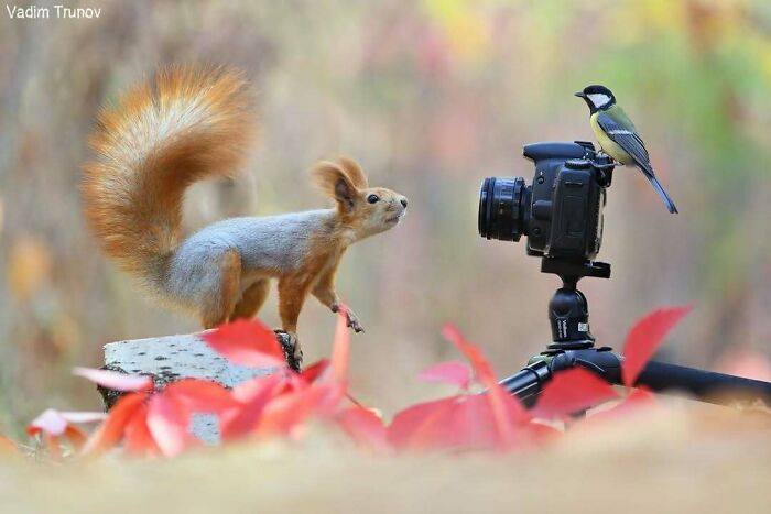 A curious squirrel and a bird interacting with a camera set up by wildlife photographers in nature.