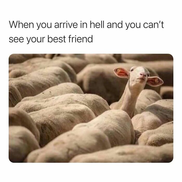 Sheep among shaved sheep with caption about not seeing best friend, a relatable friendship meme to share online.