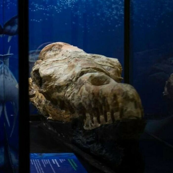 Fossilized ancient animal skull displayed in a museum exhibit showcasing interesting facts and historical discoveries.