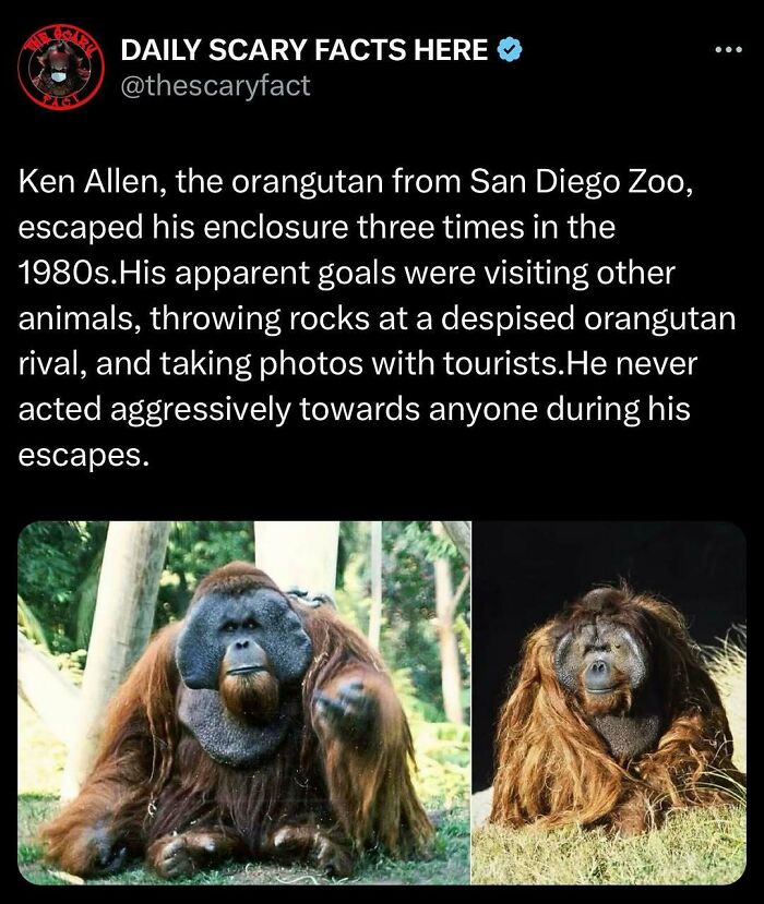 Orangutan Ken Allen known for escaping enclosure multiple times at San Diego Zoo, a notable scary fact about animal behavior.