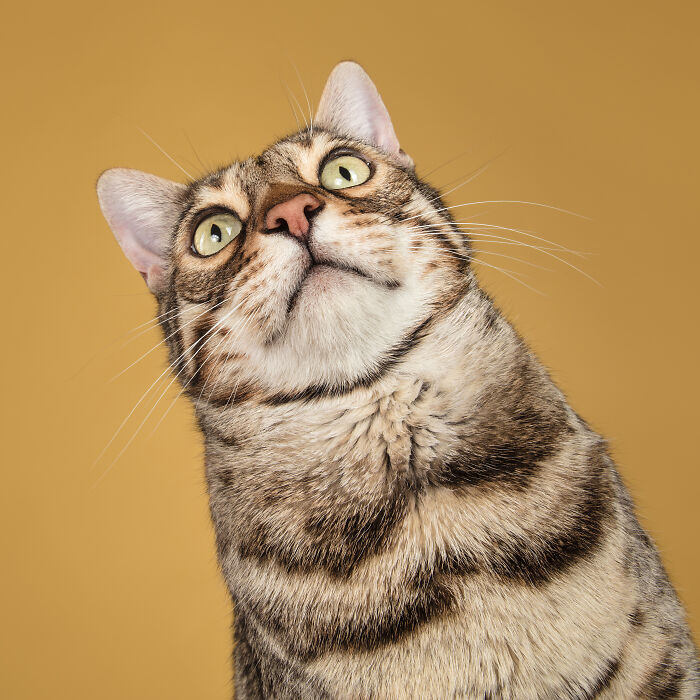 Close-up of a funny-looking tabby cat with wide eyes and striped fur against a solid mustard background, animals being funny.