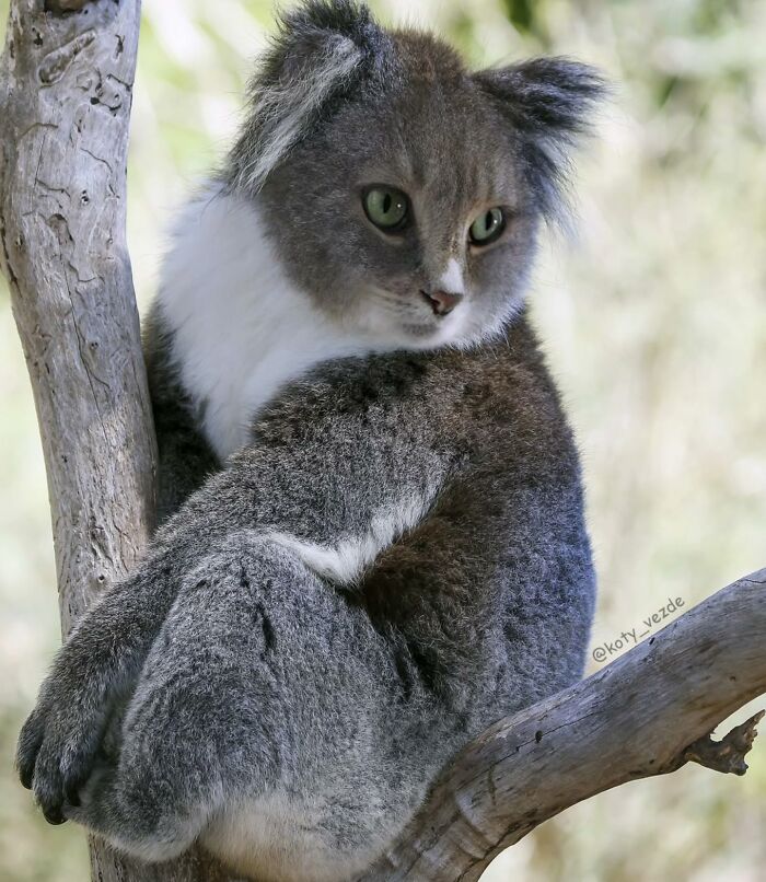 Animal with a cat face photoshopped onto a koala, showing hilarious and slightly creepy cat face transformation.