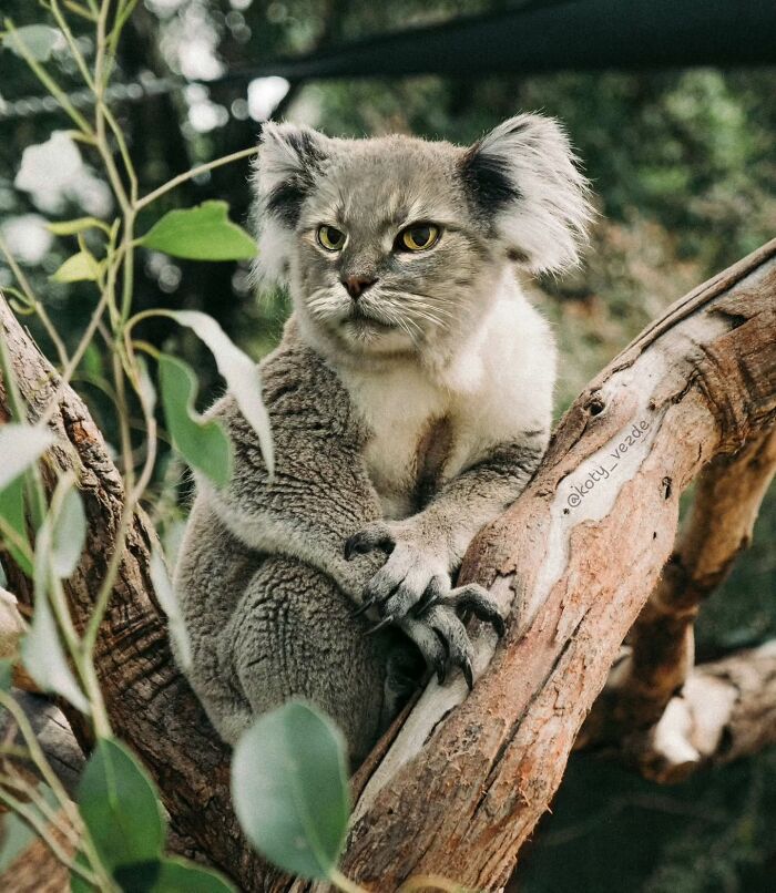 Animal with a cat face edited onto a koala sitting on a tree branch in a natural outdoor setting.