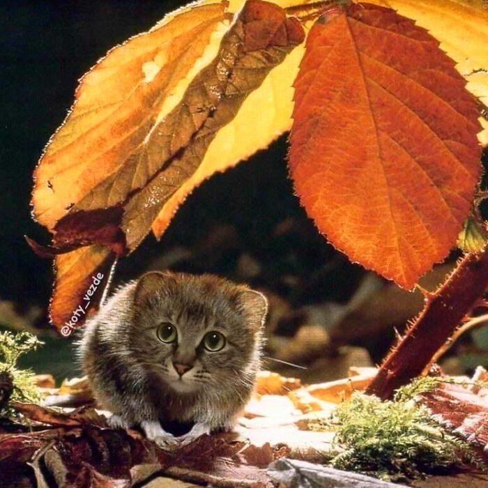 A small animal with a cat face camouflaged under autumn leaves in a forest scene, showing cat face humor.