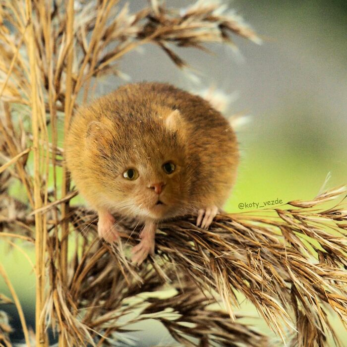 Small animal with a cat face sitting on dry grass, showing a funny and slightly creepy cat face transformation.