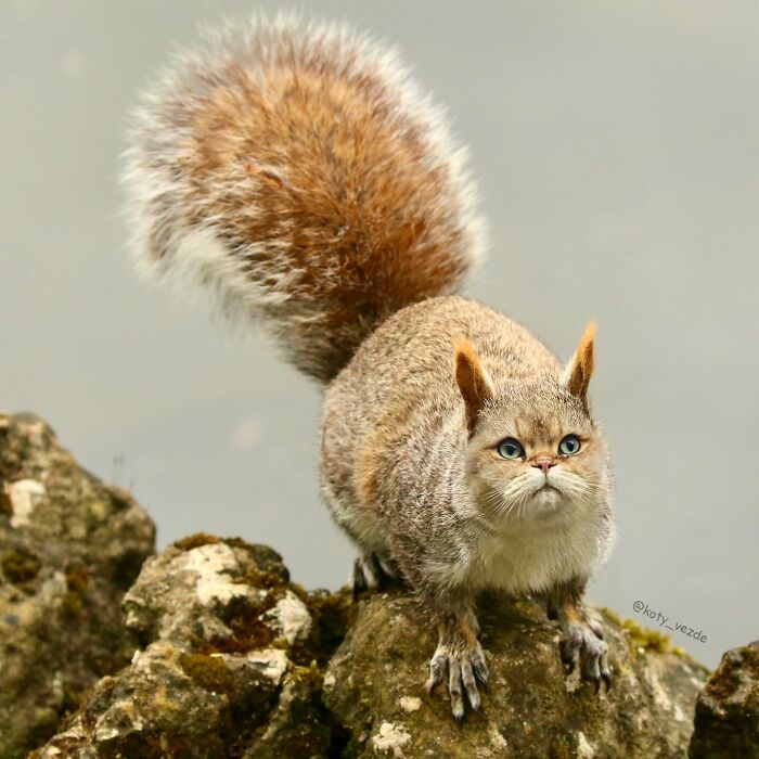 Squirrel with a cat face blending hilarious and slightly creepy elements in a nature setting on mossy rocks.