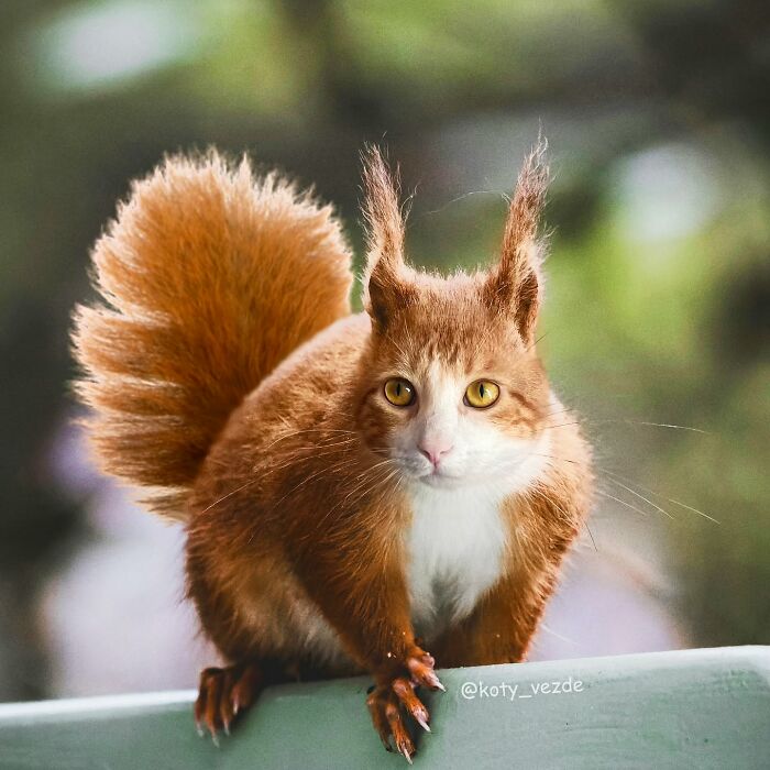 Squirrel with a realistic cat face, blending animal features in a hilarious and slightly creepy cat face transformation.