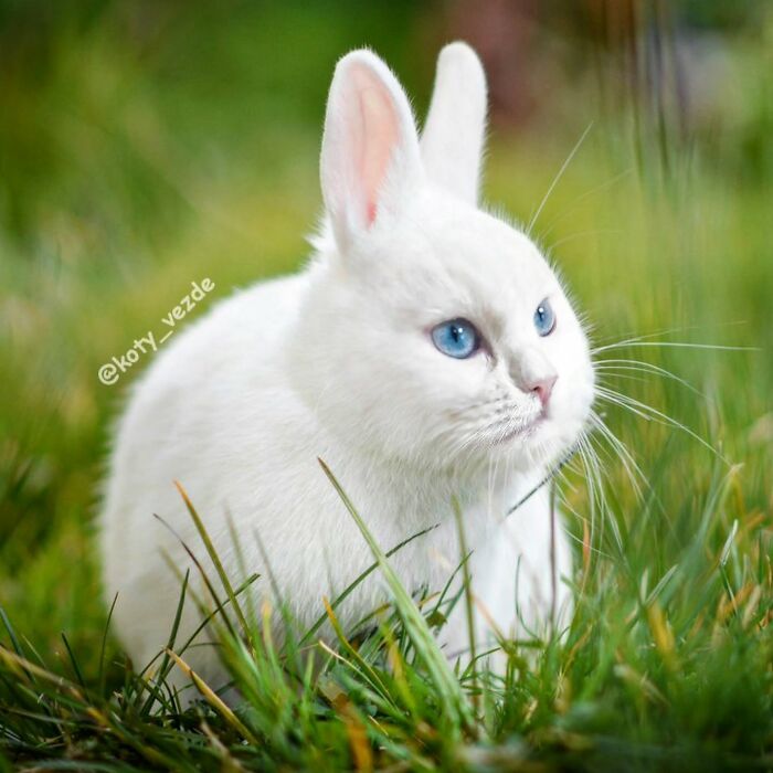 White rabbit with a cat face and blue eyes sitting in grass showing what happens when everything gets a cat face.