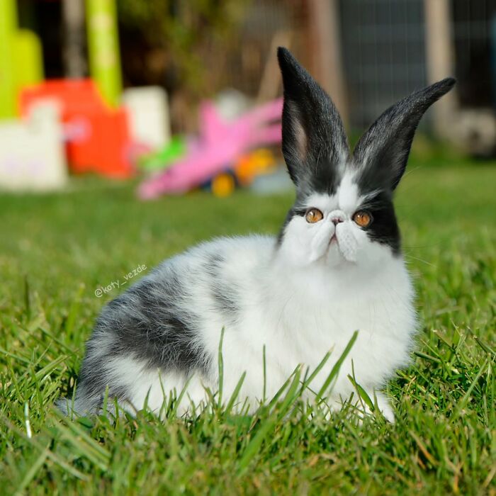 Animal with a cat face and rabbit body sitting on the grass in a humorous and slightly creepy image.