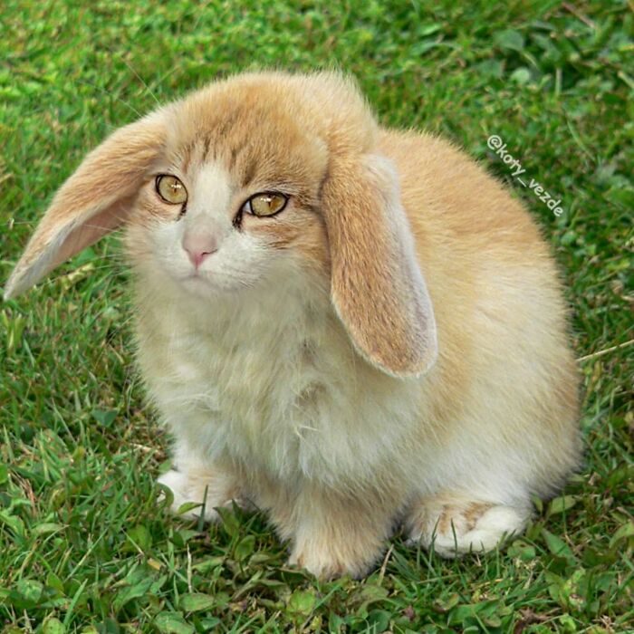 A bunny with a cat face showing a hilarious and slightly creepy example of what happens when everything gets a cat face.