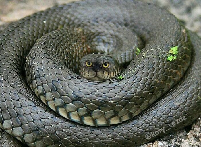 Coiled snake with a cat face digitally edited, showing a hilarious and slightly creepy transformation effect.