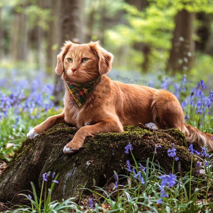 Dog with a cat face lying on a mossy tree stump surrounded by purple flowers in a forest, showing cat face transformation.