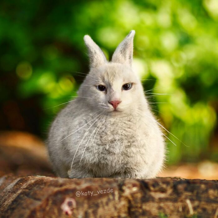 A small rabbit with a cat face, blending animal features in a hilarious and slightly creepy cat face photo.
